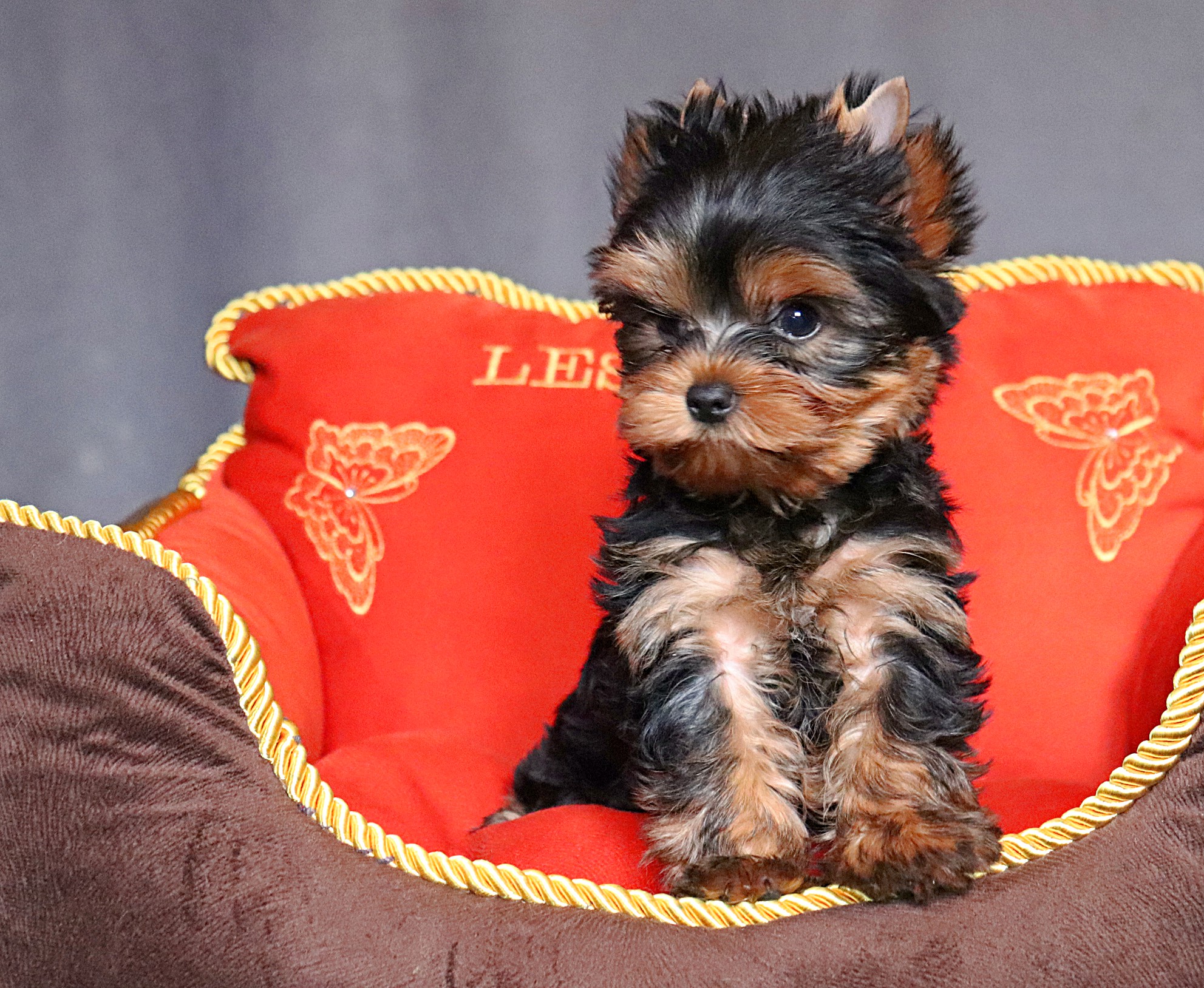 LESANZH ETHAN HUNT — Labaza DogPedigree YorkshireTerrier